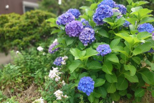 『紫陽花』—雨音と記憶と音楽と