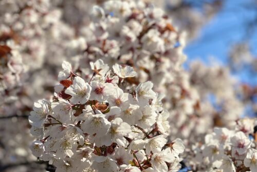 ビジネスライフ学科のブログが更新されました