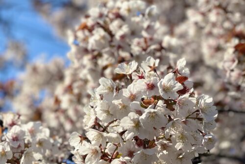 ビジネスライフ学科のブログが更新されました